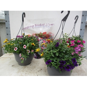 HANGING BASKETS