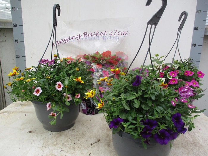 <h4>HANGING BASKETS</h4>