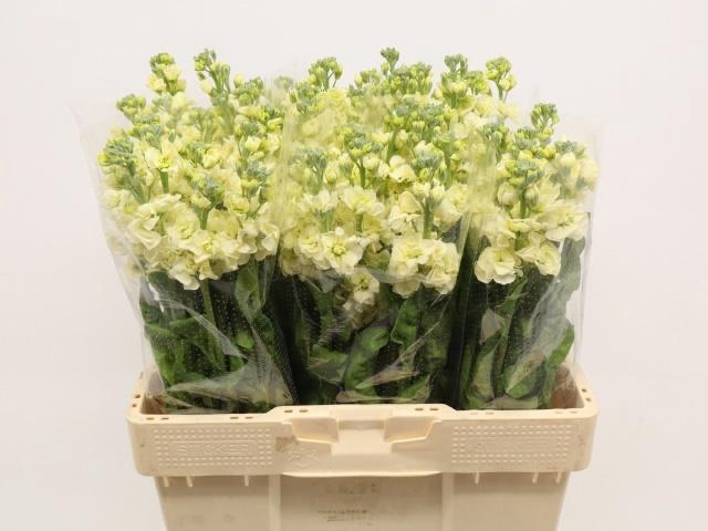 <h4>MATTH STOX YELLOW</h4>