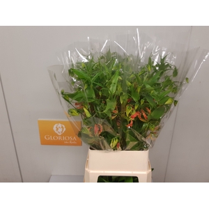 GLORIOSA SP ORANGE
