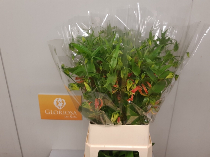 <h4>GLORIOSA SP ORANGE</h4>