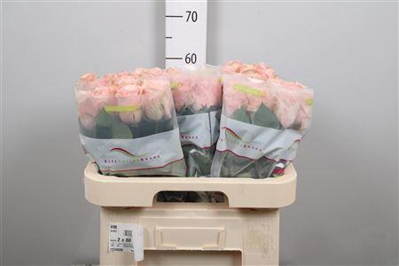 <h4>R Gr Perfect Peach</h4>