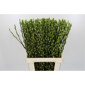 Salix Caprea Snow Flake P. Apple Green