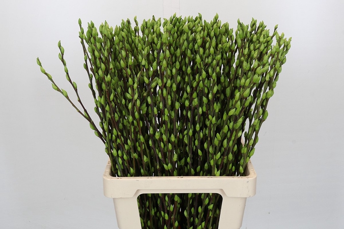 <h4>Salix Caprea Snow Flake P. Apple Green</h4>