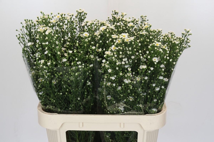 <h4>Aster Paquita</h4>