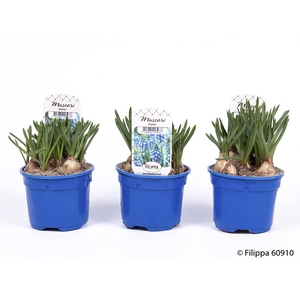 MUSCARI ARMENIACUM