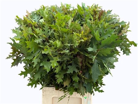 <h4>Quercus Palustris</h4>