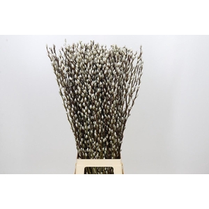 SALIX CA SNOW FLAKE