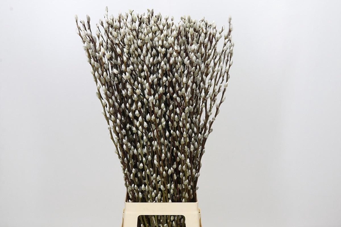 <h4>SALIX CA SNOW FLAKE</h4>