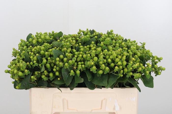 <h4>Hyp Mag Green</h4>