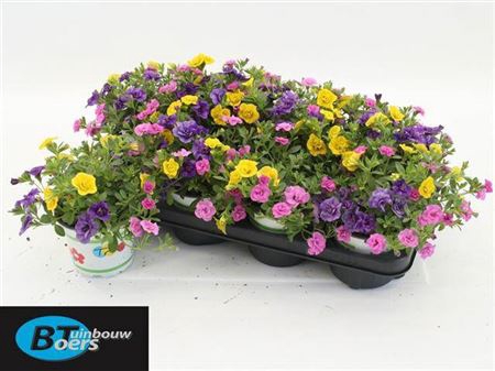 <h4>Calib Tr Petticoat</h4>