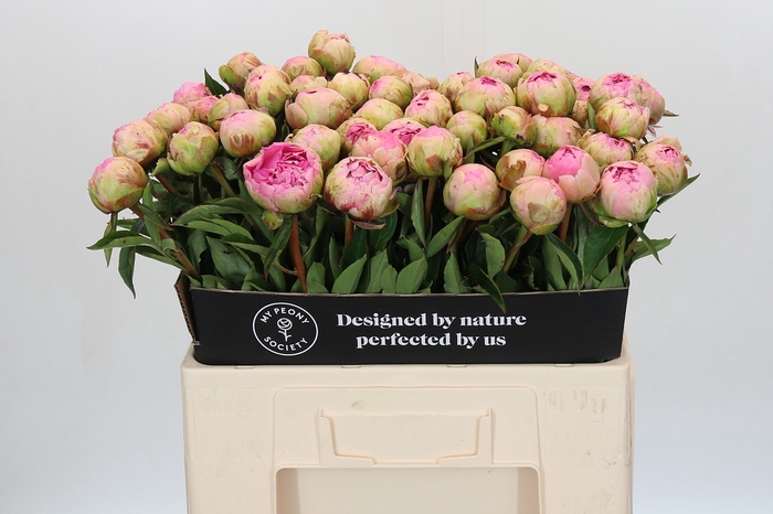 <h4>Paeonia Susie Q</h4>
