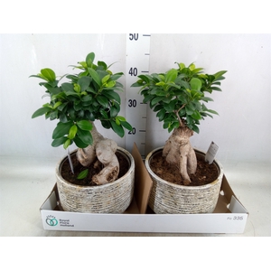 Ficus microcarpa 'Ginseng'