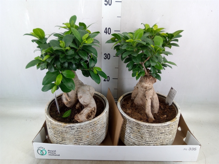 <h4>Ficus microcarpa 'Ginseng'</h4>