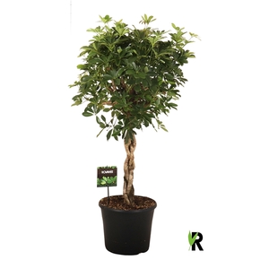 Schefflera arb. Compacta zware vlecht