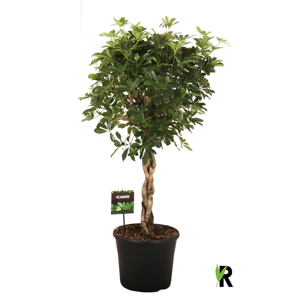 <h4>Schefflera arb. Compacta zware vlecht</h4>