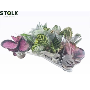 Calathea   ...mix 4