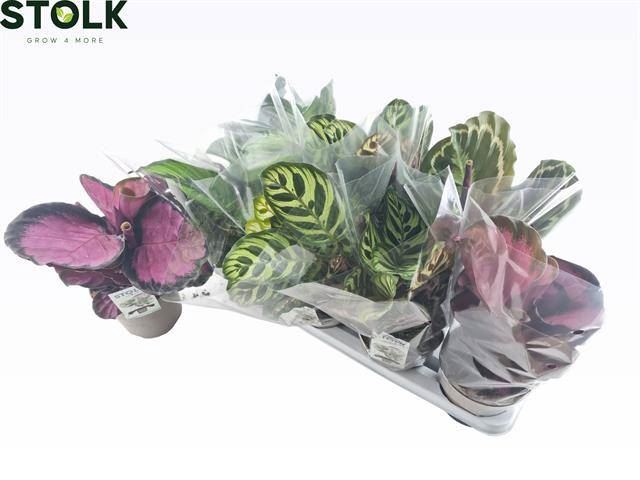 <h4>Calathea   ...mix 4</h4>