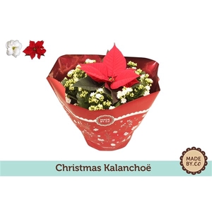 Kalanchoe Double White + Poinsettia - Christmas