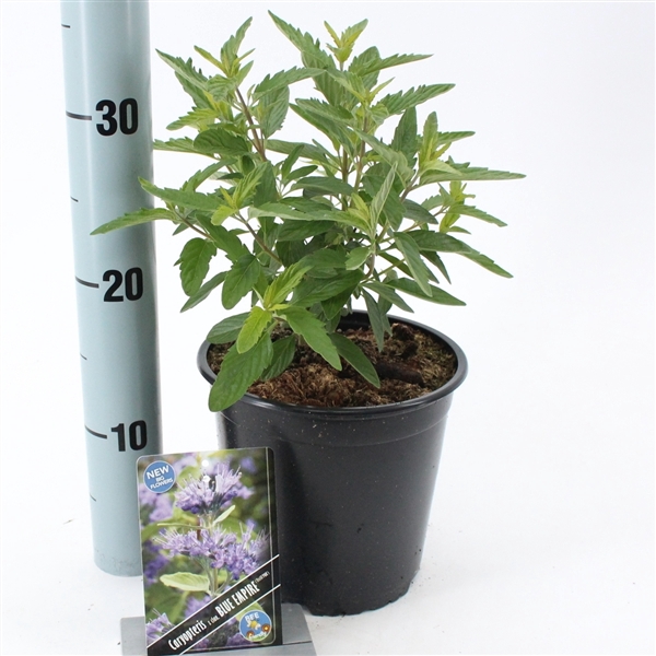 <h4>Caryopteris cland. Blue Empire ('Elst33'PBR)</h4>