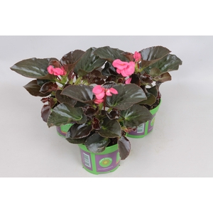 Begonia Big Bronze Leaf Rose