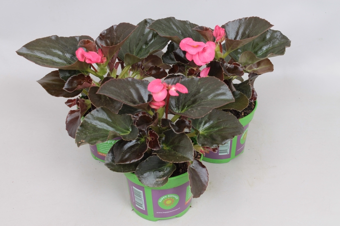 <h4>Begonia Big Bronze Leaf Rose</h4>