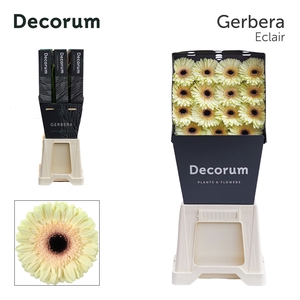 Gerbera Eclair Diamond per kaart