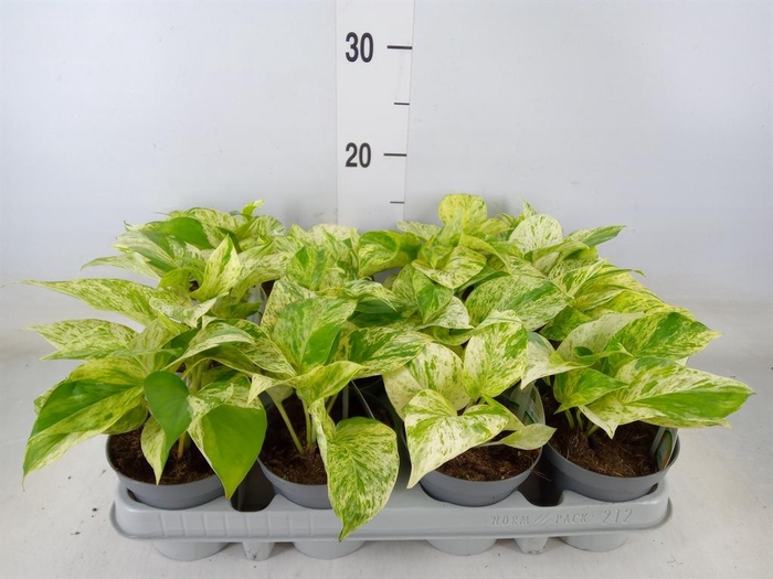 <h4>Epipremnum   ...</h4>