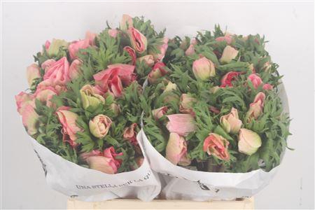 <h4>Anemone Mistral Shocking</h4>