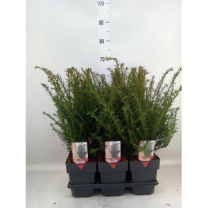 Taxus baccata