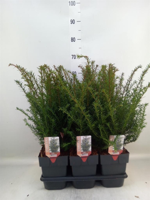 <h4>Taxus baccata</h4>