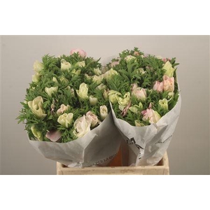 Anemone Mistral Light Pink