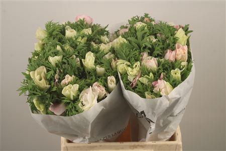 <h4>Anemone Mistral Light Pink</h4>