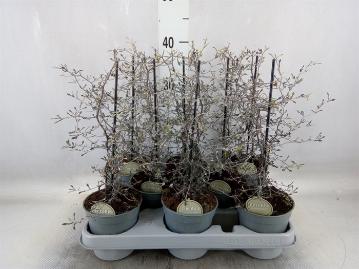 <h4>Corokia cotoneaster</h4>