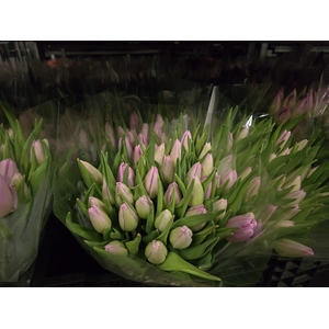 Tulpes Sv. Rozines LT