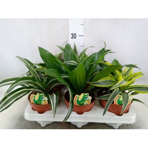 Dracaena   ...mix