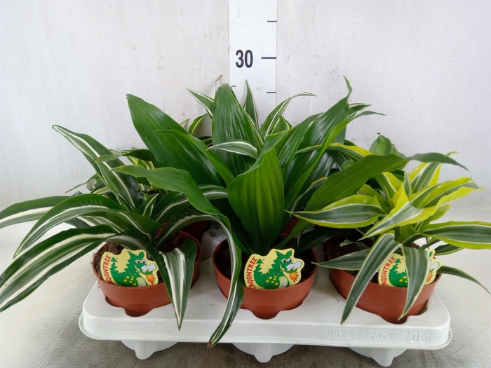 <h4>Dracaena   ...mix</h4>