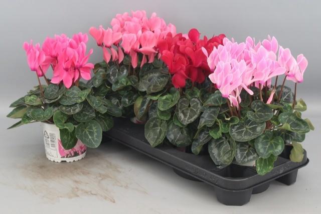 <h4>CYCL GR SUP XL</h4>