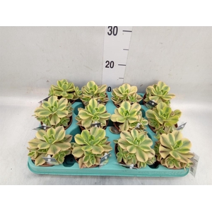 Aeonium   ...