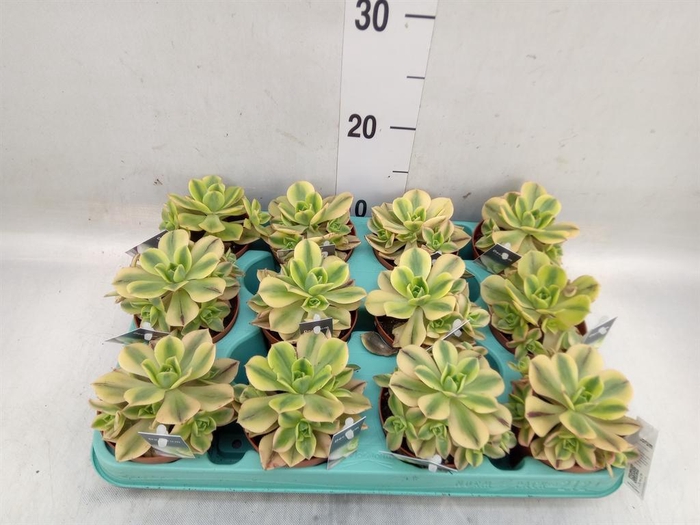 <h4>Aeonium   ...</h4>