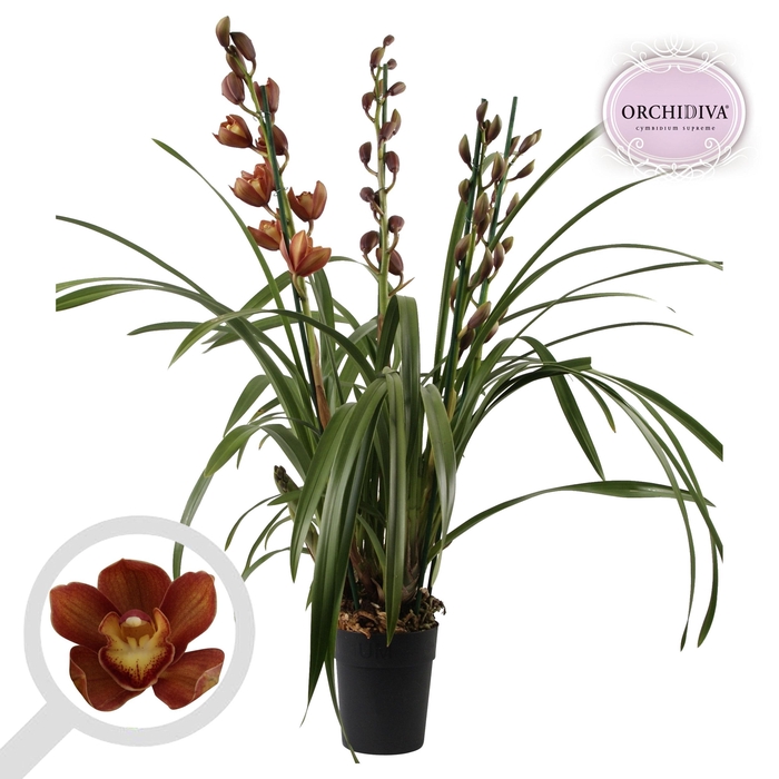 <h4>Cymbidium oranje 3-4 tak</h4>