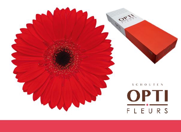 <h4>Gerbera Blinddate Doos</h4>