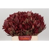 Leucadendron Jester