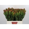 Leucadendron Laurel Yellow