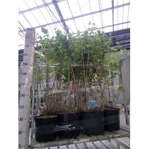 Viburnum opulus 'Roseum'