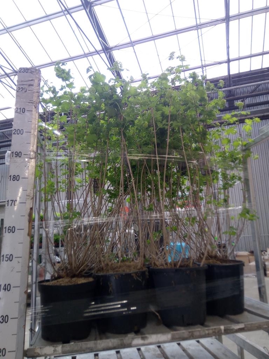 <h4>Viburnum opulus 'Roseum'</h4>