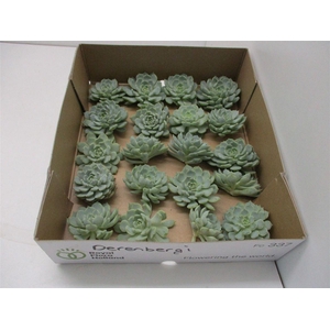 Echeveria Derenbergi Klein X20