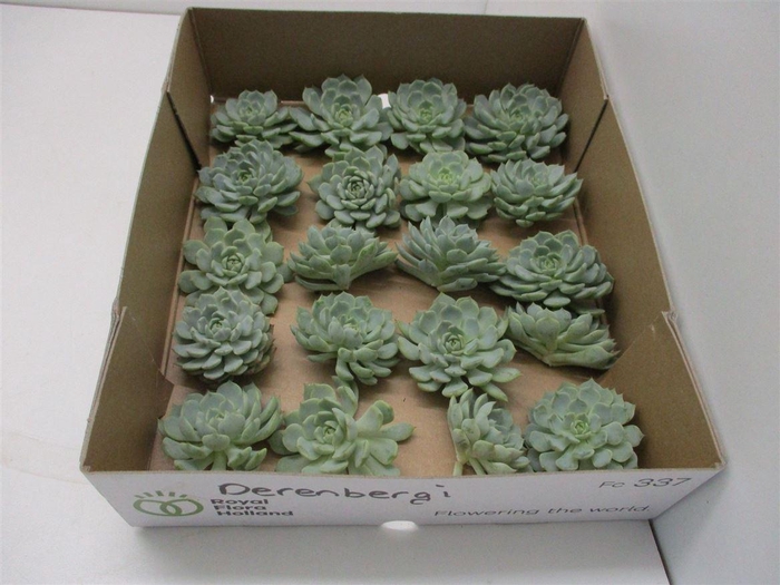 <h4>Echeveria Derenbergi Klein X20</h4>