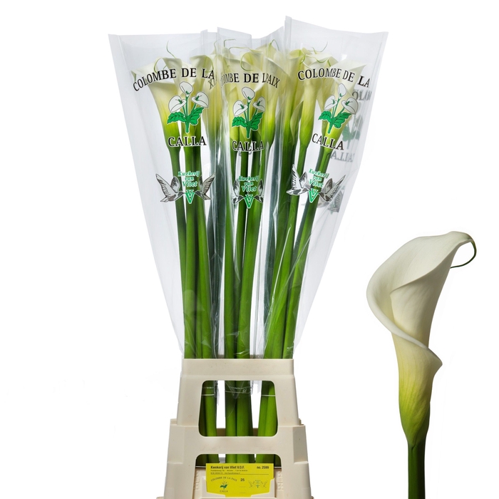 <h4>Calla Colombe Paix 100 cm Van Vliet 24</h4>