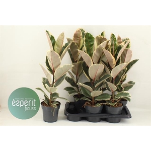 Ficus elastica Tineke 17Ø 70cm 1pp